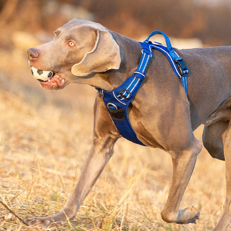 Truelove No-Pull Dog Harness NZ | Front Nylon Adjustable Safety Vest for Small & Large Dogs – PawNest