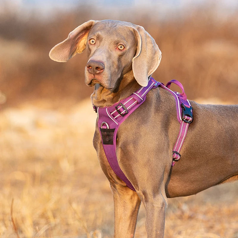 Truelove No-Pull Dog Harness NZ | Front Nylon Adjustable Safety Vest for Small & Large Dogs – PawNest