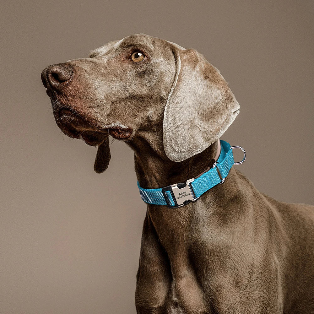 Custom Reflective Martingale Dog Collar – Adjustable Nylon