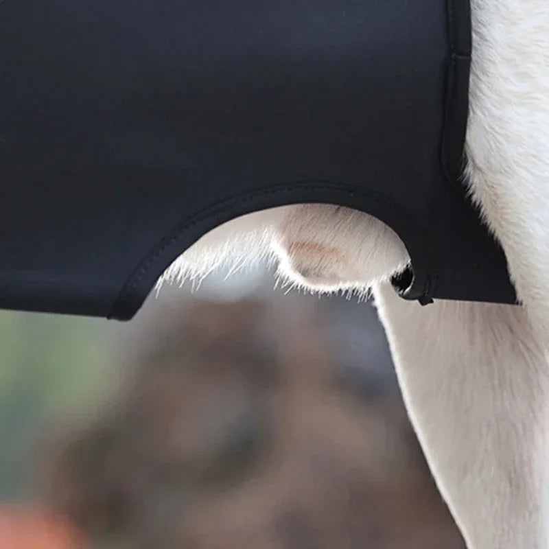 Dog Lift Harness NZ | Full-Body Support Sling for Large Elderly, Injured & Disabled Dogs – PawNest
