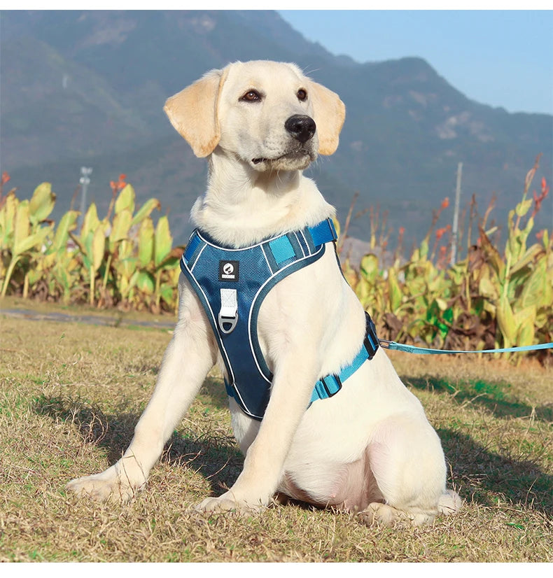Reflective Labrador Dog Harness NZ | Adjustable Oxford Cloth Vest for Medium & Large Dogs – PawNest