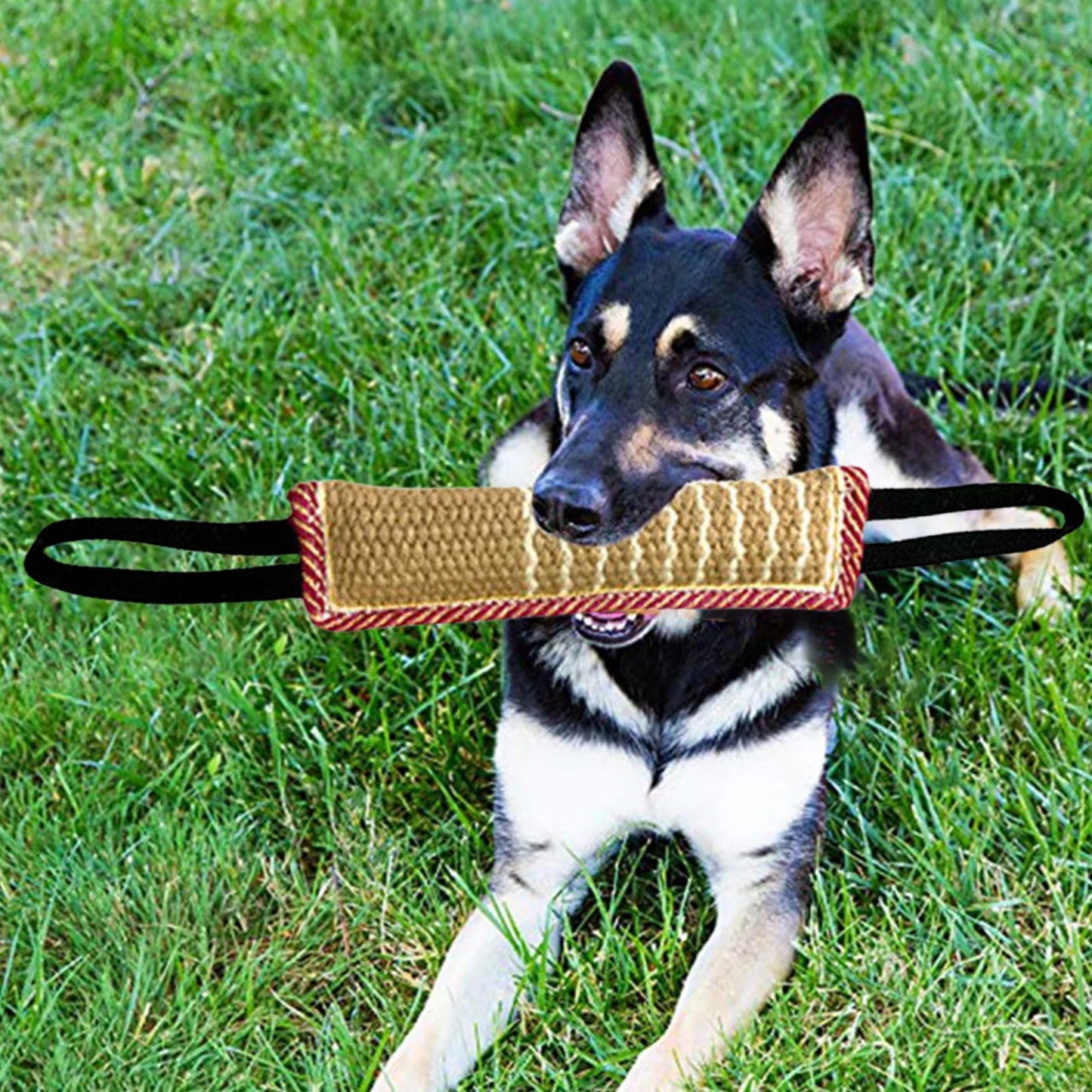 Dog Chew Tug Toy NZ | Interactive Rope Teether for Teeth Cleaning & Training – PawNest