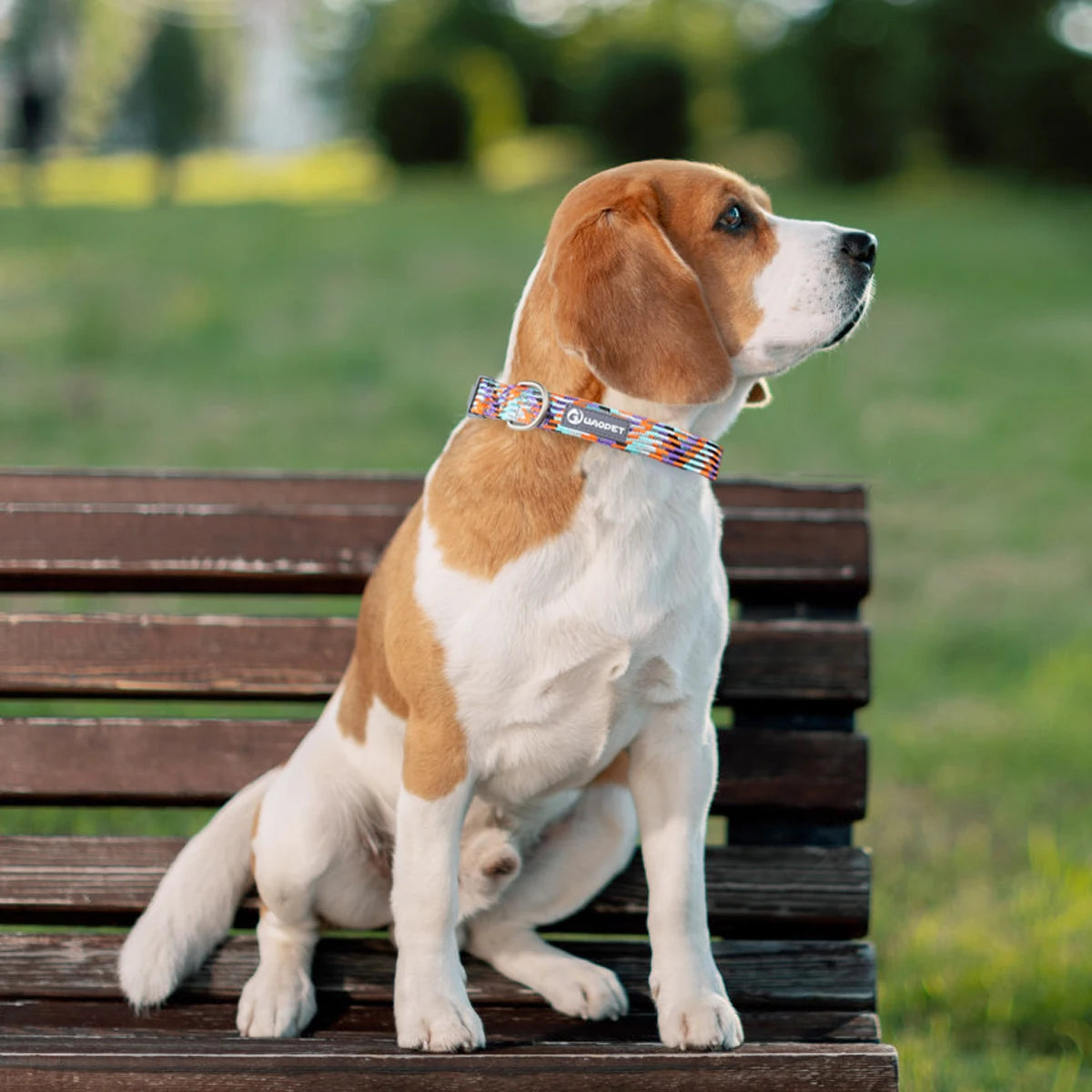Reflective Adjustable Dog Collar – Anti-Lost Military Design