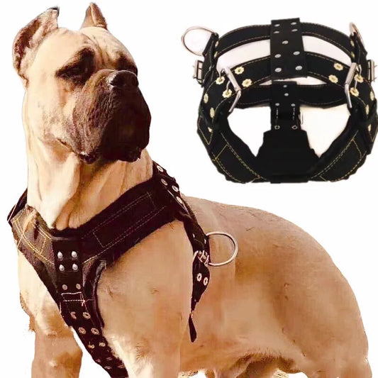 Large Dog Harness NZ | Durable Pit Bull Harness & Leash Set – Wholesale Pet Accessories – PawNest