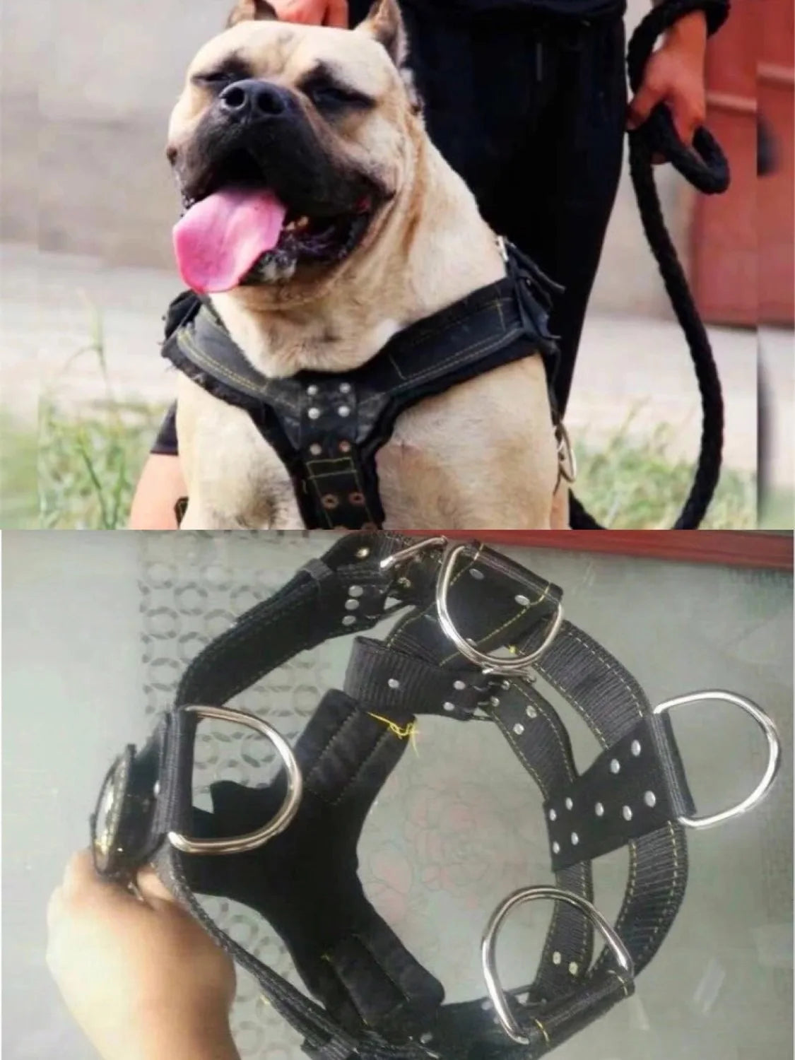 Large Dog Harness NZ | Durable Pit Bull Harness & Leash Set – Wholesale Pet Accessories – PawNest