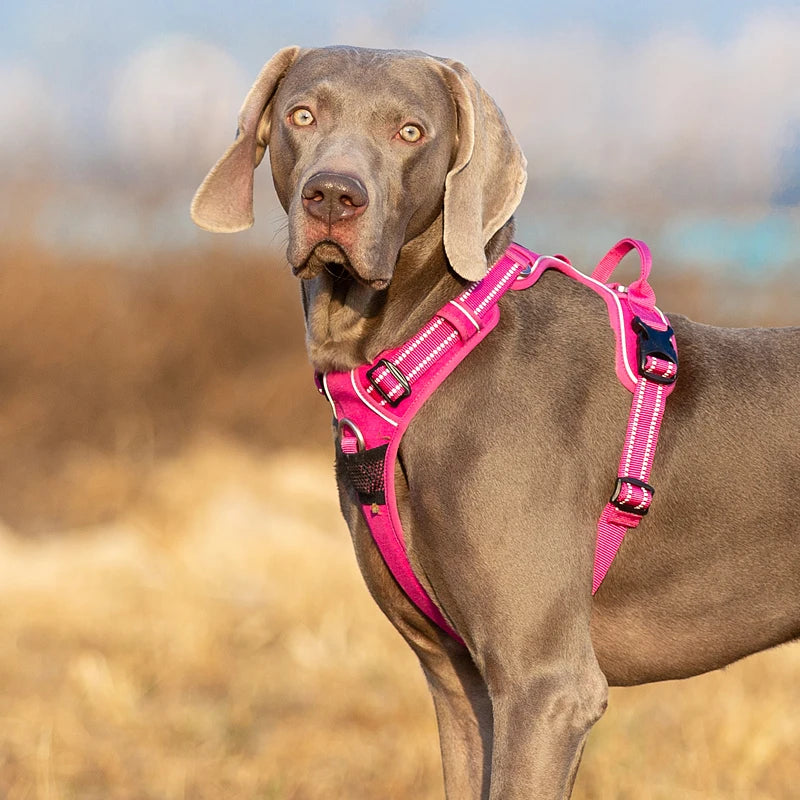 Truelove No-Pull Dog Harness NZ | Front Nylon Adjustable Safety Vest for Small & Large Dogs – PawNest