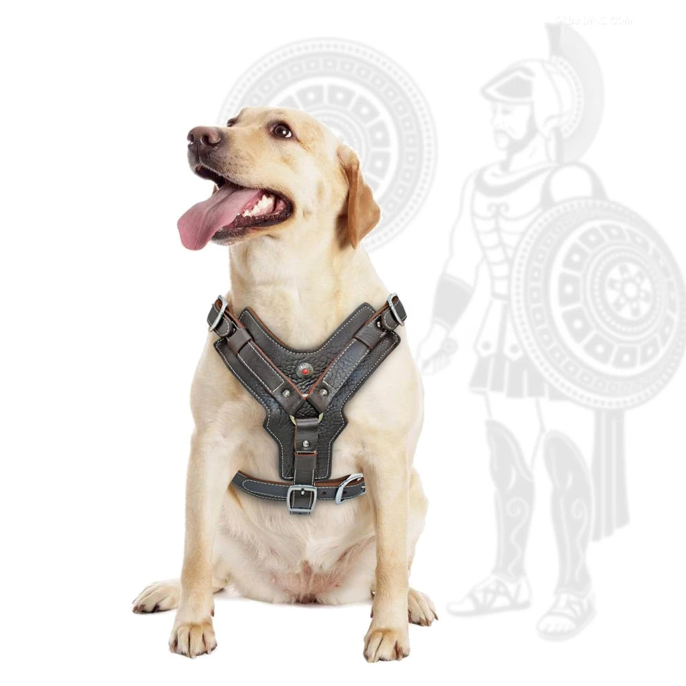 Durable Leather Dog Harness NZ | Large Dog Training Vest with Quick Control Handle for Labradors & Pitbulls – PawNest
