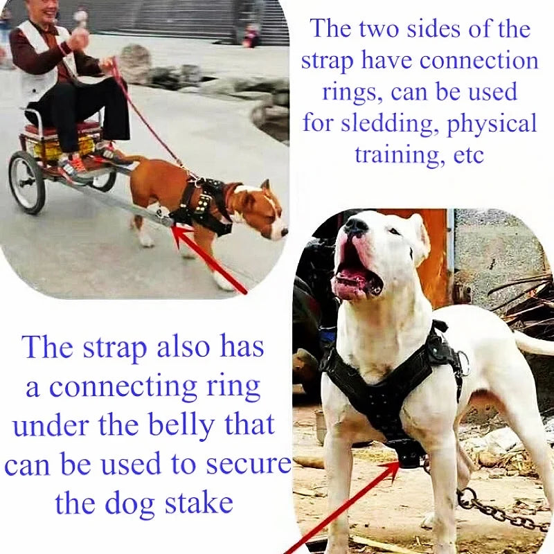 Large Dog Harness NZ | Durable Pit Bull Harness & Leash Set – Wholesale Pet Accessories – PawNest