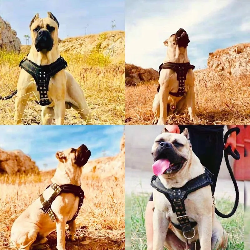 Large Dog Harness NZ | Durable Pit Bull Harness & Leash Set – Wholesale Pet Accessories – PawNest