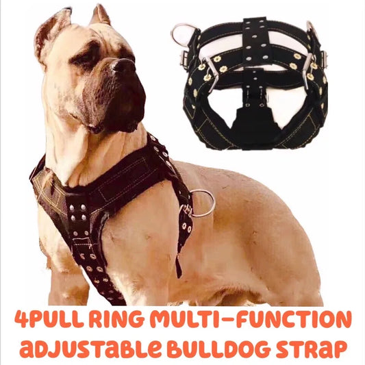 Large Dog Harness NZ | Durable Pit Bull Harness & Leash Set – Wholesale Pet Accessories – PawNest