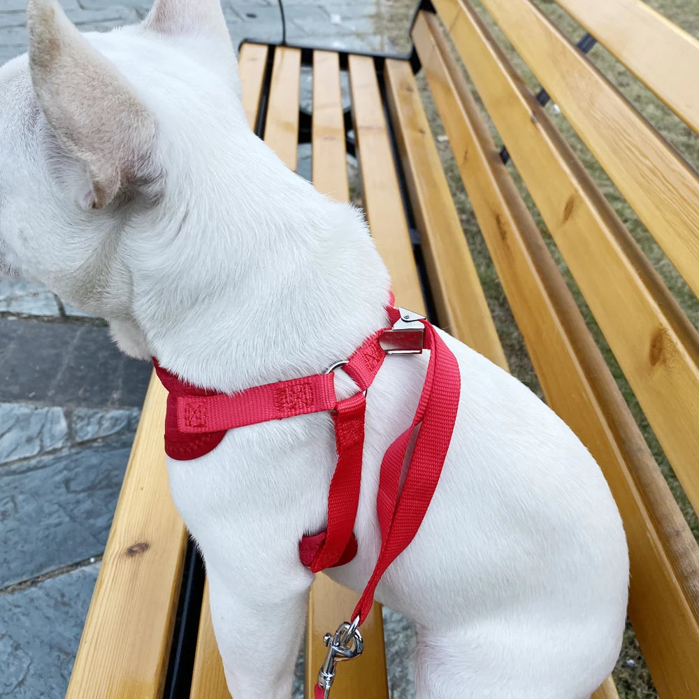 Daisy Embroidered Harness & Leash Set NZ | Small & Medium Dogs, Kittens, Puppies – PawNest