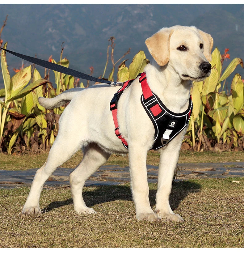 Reflective Labrador Dog Harness NZ | Adjustable Oxford Cloth Vest for Medium & Large Dogs – PawNest