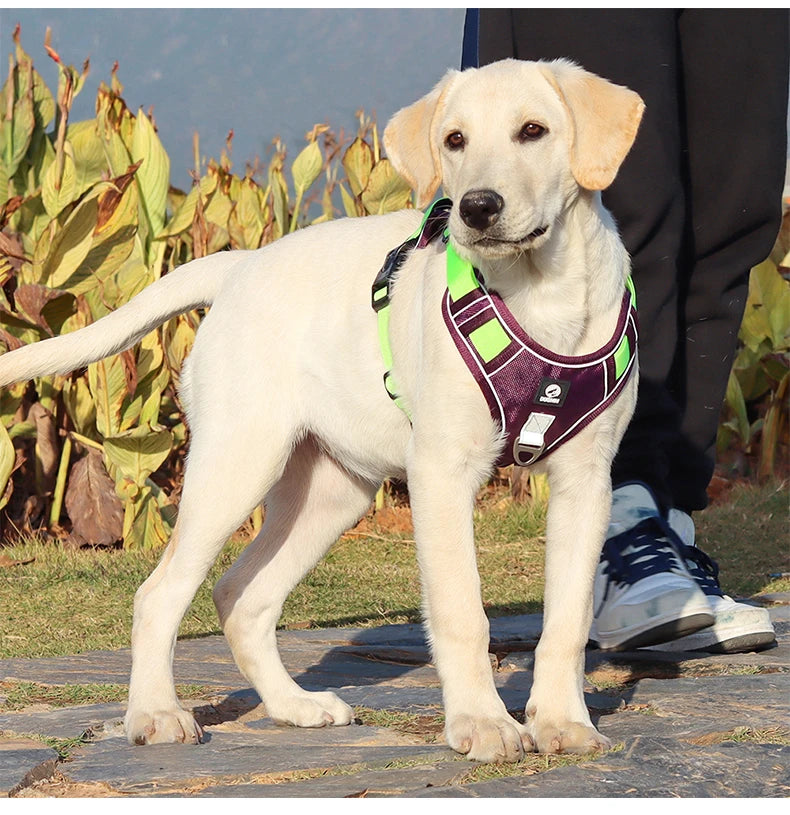 Reflective Labrador Dog Harness NZ | Adjustable Oxford Cloth Vest for Medium & Large Dogs – PawNest