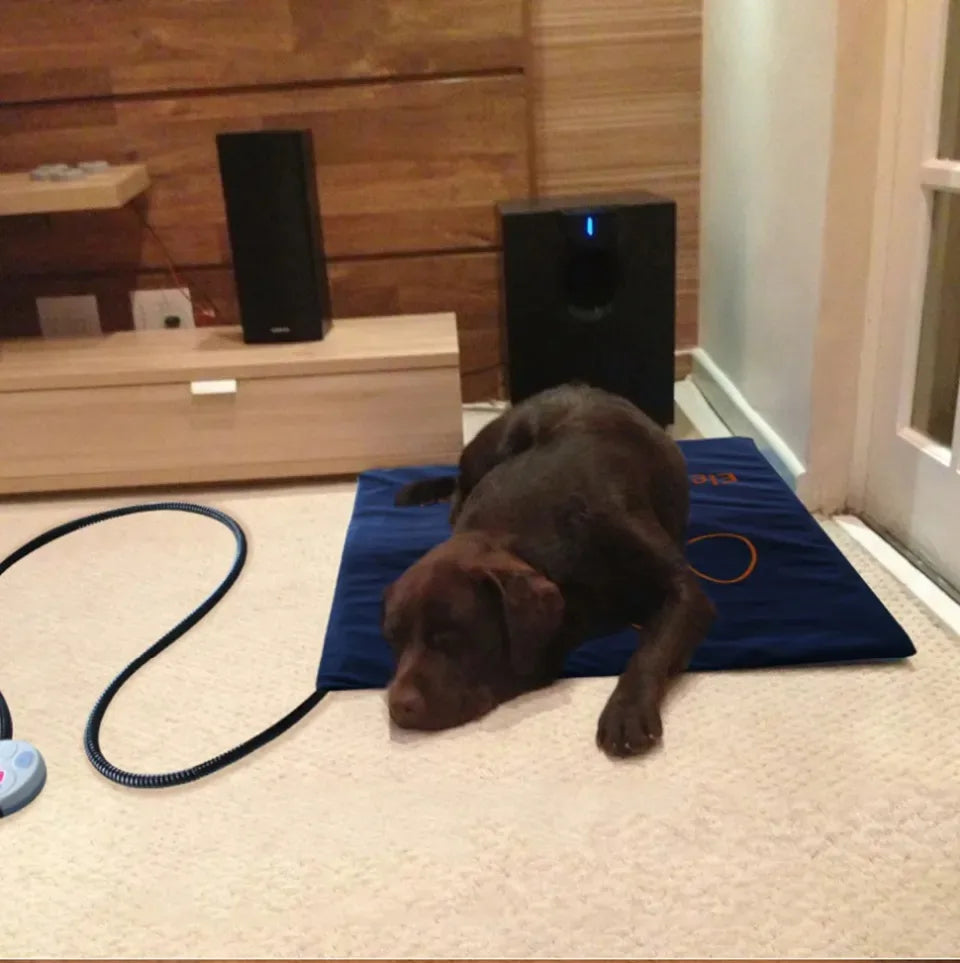 45×60cm Electric Pet Heating Pad NZ | Waterproof Adjustable Dog & Cat Warmer – PawNest