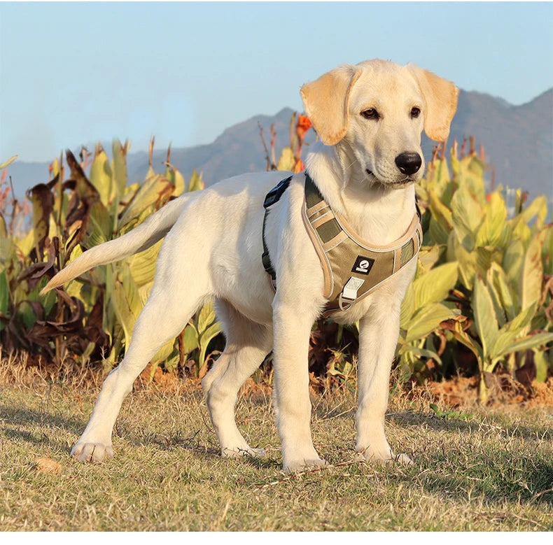Reflective Labrador Dog Harness NZ | Adjustable Oxford Cloth Vest for Medium & Large Dogs – PawNest