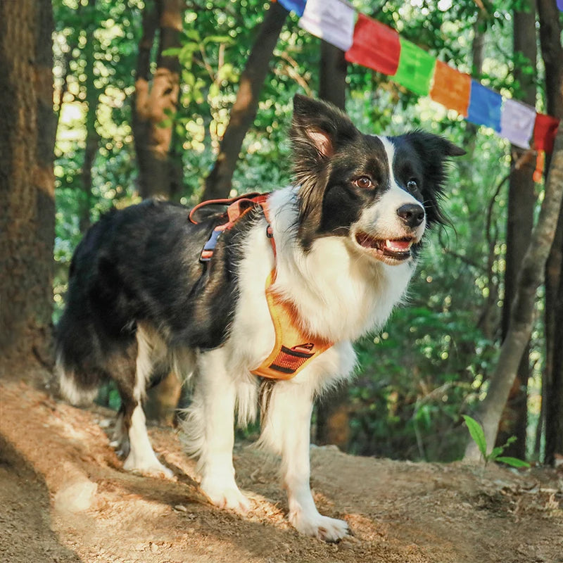 Breathable Explosion-Proof Dog Harness NZ | Adjustable Vest for Medium & Large Dogs Outdoor Training – PawNest