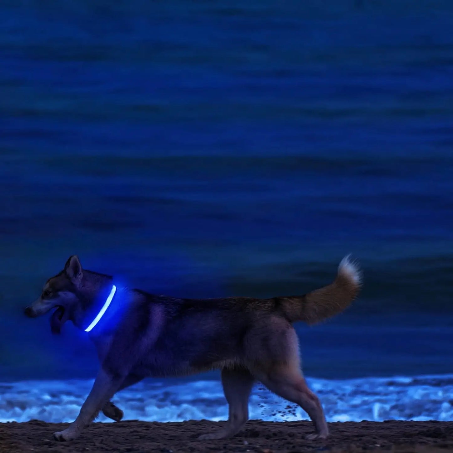 Light Up LED Dog Collar – Safety Flashing Glow Battery Collar