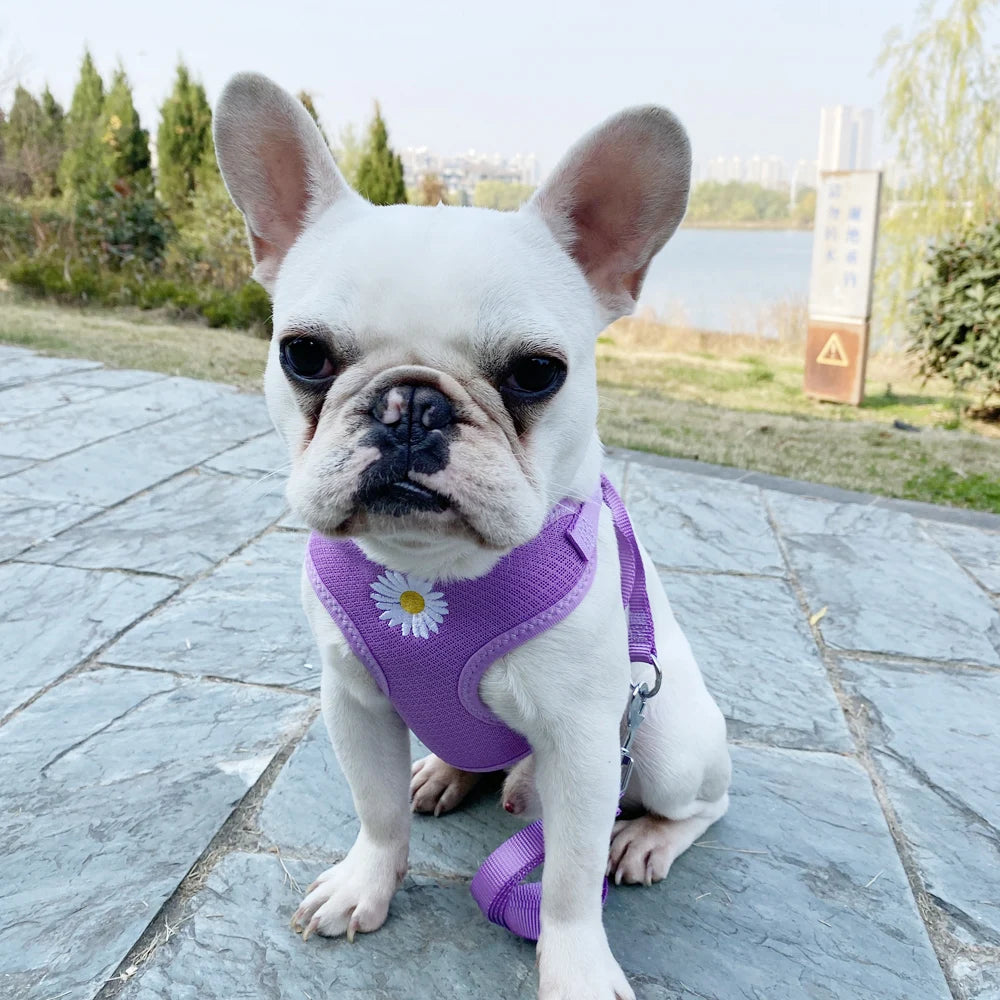 Daisy Embroidered Harness & Leash Set NZ | Small & Medium Dogs, Kittens, Puppies – PawNest