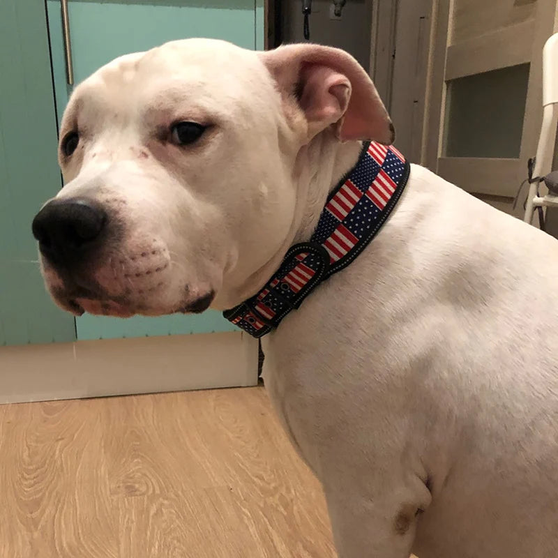 Fashion Reflective Big Dog Collar – Adjustable for All Sizes